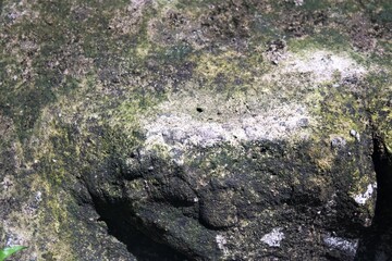 lichen on stone