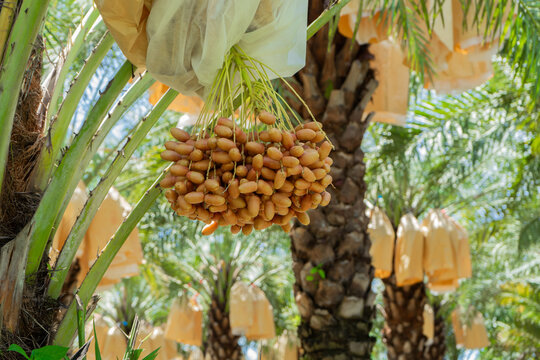 The the ripe date palm fruit at the orchard in sunny day [Phoenix dactylifera Linn. Palmae (Arecaceae)]
