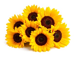 Obraz premium A cluster of vibrant sunflowers against a white background