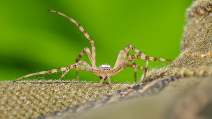 Amazing Macro photography of spider.