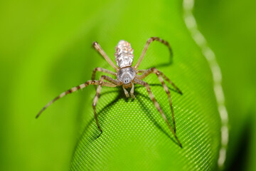 Amazing Macro photography of spider.
