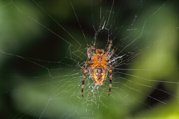 Amazing Macro photography of spider.