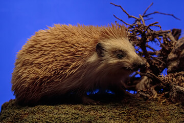 hedgehog on the ground