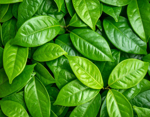 Fototapeta premium Close-up view of vibrant green leaves.