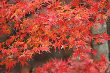 真っ赤な紅葉