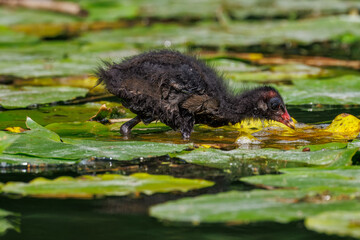 A young Common Moorhen walks on green water leaves, perpendicular to the camera lens, searching for food on a sunny summer evening.