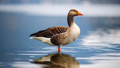Obraz premium Serene scene of greylag goose standing in calm water, capturing tranquil avian moment