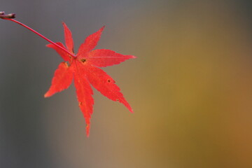 真っ赤な紅葉
