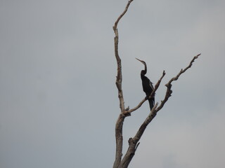 Beautiful Birds in Sri Lankan National Parks. 