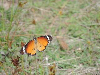 Sri Lankan Butterflies in the Nature 