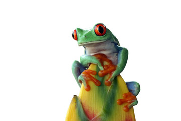 Red-eyed tree frog climbing on dwarf jamaican heliconia flower, Red-eyed tree frog (Agalychnis...
