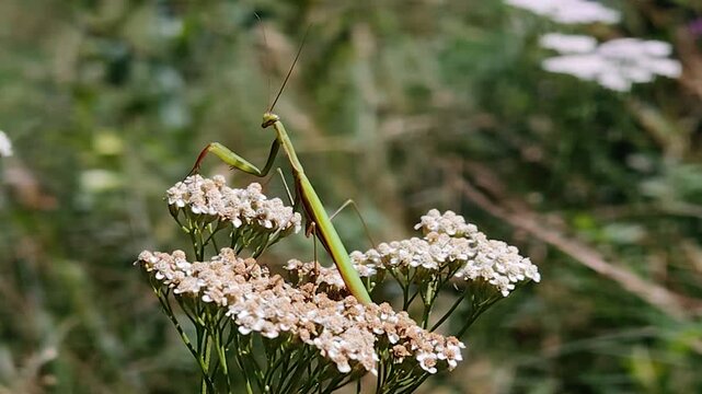 Modliszka na kwiatostanie krwawnika &ndash; drapieżny owad na łące.