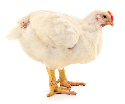 White broiler chicken isolated on white background