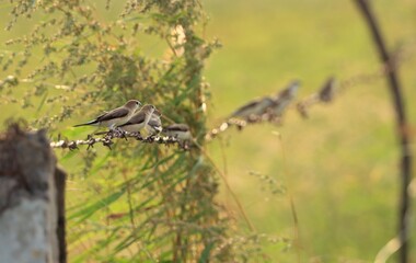 Indian silverbill sitting on barbed wire. Selective focus.