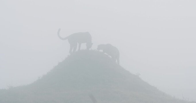 Very wide of pair of Cheetah (Acinonyx jubatus) standing atop a termite mound in grass savannah in foggy morning in Kenya