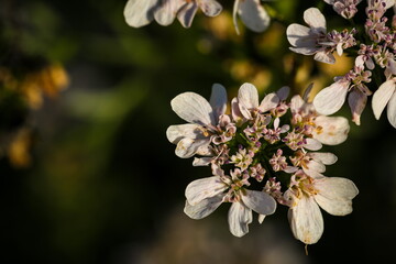 Closeup of white flowers.