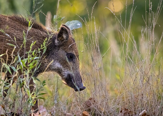 Little wild boar piglet looking for food in grass