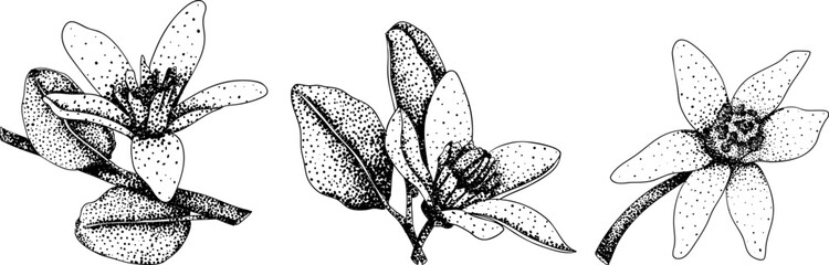 Vector engraving illustrations of bergamot fruit. Perfect for botanical designs, food packaging, or wellness branding
