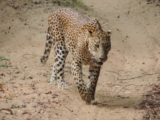 Amazing Leopards in Wilpattu National Park, Sri Lanka 