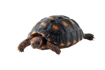 Obraz premium Cherry Head turtle closeup on isolated backgtound