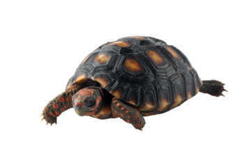 Cherry Head turtle closeup on isolated backgtound