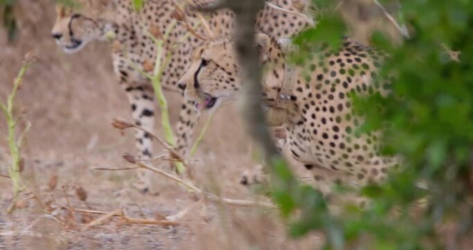 Close up follow of a collared cheetah (Acinonyx jubatus) walking with another in the savanna kenya