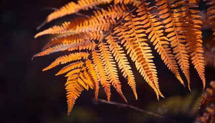 close up of vibrant orange fern leaves with dark background highlighting natural beauty and texture in autumn season