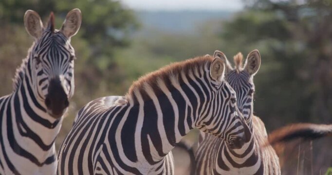 Wide of herd of plains zebra (Equus burchelli) standing while facing camera on grassy savannah in sunny afternoon in Kenya