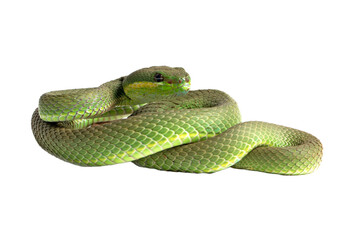 Green albolaris snake side view with isolated background, Green viper snakke