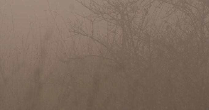 Wide of Cheetah (Acinonyx jubatus) shadowy silhouette behind bush in foggy morning  in savannah grassland in Kenya