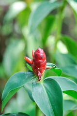 Costus speciosus, Crape ginger or Malay ginger or Spiral flag or Cheilocostus speciosus, Costaceae or Cane reed