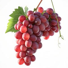Fototapeta premium Isolated bunch of red grapes, a bunch of red grapes with light falling on it from an angle, making it more visible and attractive, close-up shot, white background