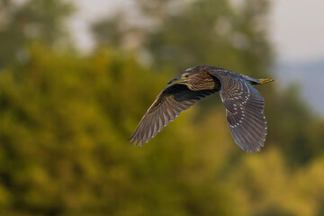 Night Heron Flying in Nature