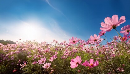 beautiful pink cosmos flowers blooming under bright blue sky