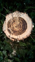 Ceppo d&rsquo;albero nella foresta - autunno funghi bosco