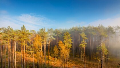 Fototapeta premium autumn forest in the morning haze tall and straight pines against the blue sky