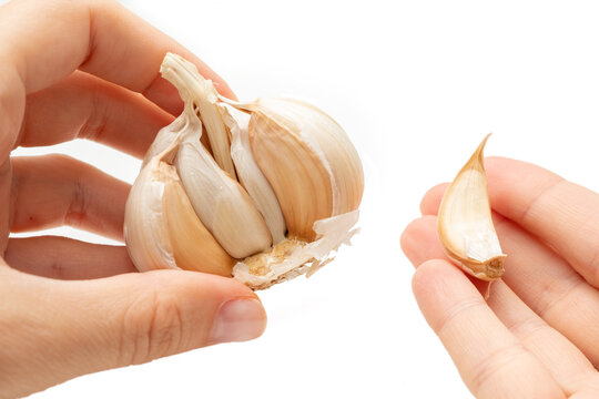 Close-up of hands holding a garlic bulb and a single peeled clove, isolated on white background, concept of cooking ingredients