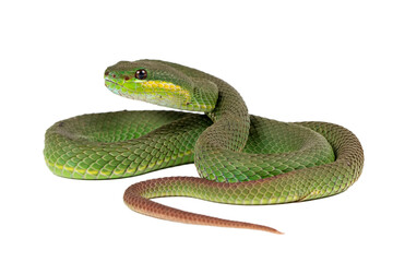 Green albolaris snake side view with isolated background, Green viper snakke