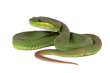 Green albolaris snake side view with isolated background, Green viper snakke