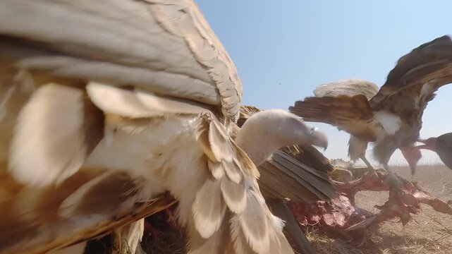 Low wide angle of a wake of Ruppell's Griffon Vultures (Gyps rueppellii) feeding on a carcass in dry savannah grassland at midday in Kenya