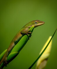 green lizard on a branch