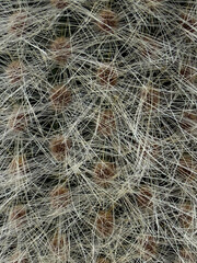Cactus texture, close-up of plant surface with dense spines