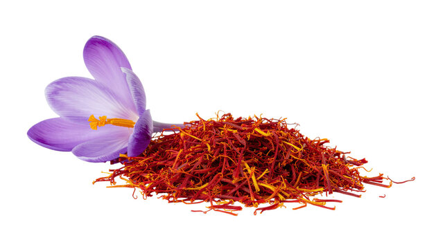 Purple saffron flower with delicate petals and vibrant natural blossom isolated on white background