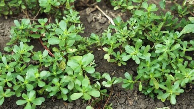 Purslane Portulaca oleracea growing in the ground,