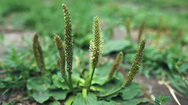 Broadleaf plantain Plantago major as weed on stony ground.