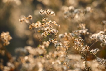 Wild flowers bloom in the spring.