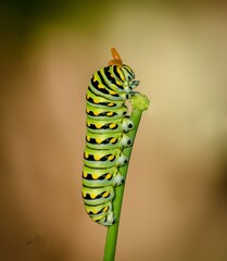 caterpillar on a leaf