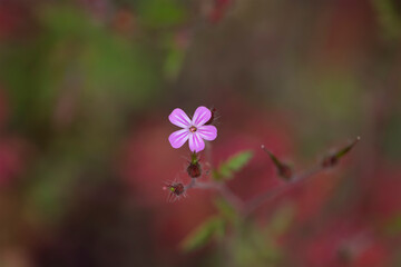 géranium pourpre et ses bourgeons,