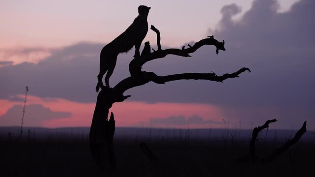 Very wide gimbal parallax of Cheetah (Acinonyx jubatus) standing on dead tree in savannah silhouetted against cloudy sunset in Kenya