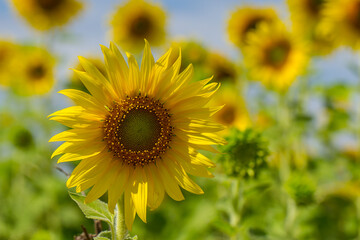 Fototapeta premium Sunflower.close up Sunflower field on a clear day.